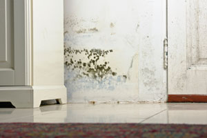 Mold Causes Allergies to Trigger